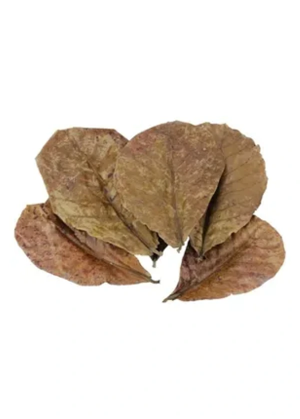 Catappa Yaprağı 22-26 CM 5 adet 
